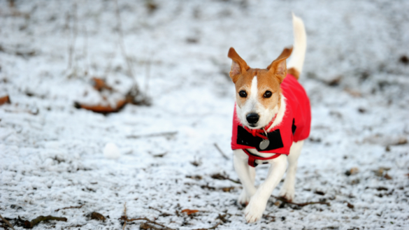 Kläder på hunden – praktiskt eller fåfängt?